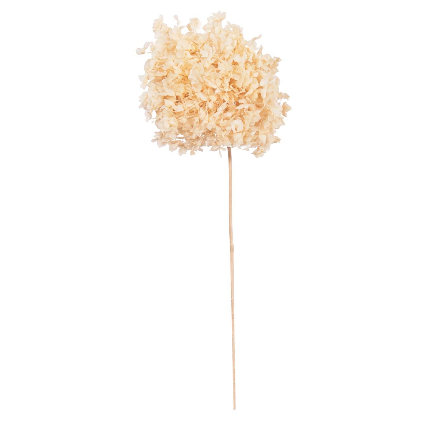 Decorative Dried Flower Hydrangea Hm7954 Cream 55hcm.