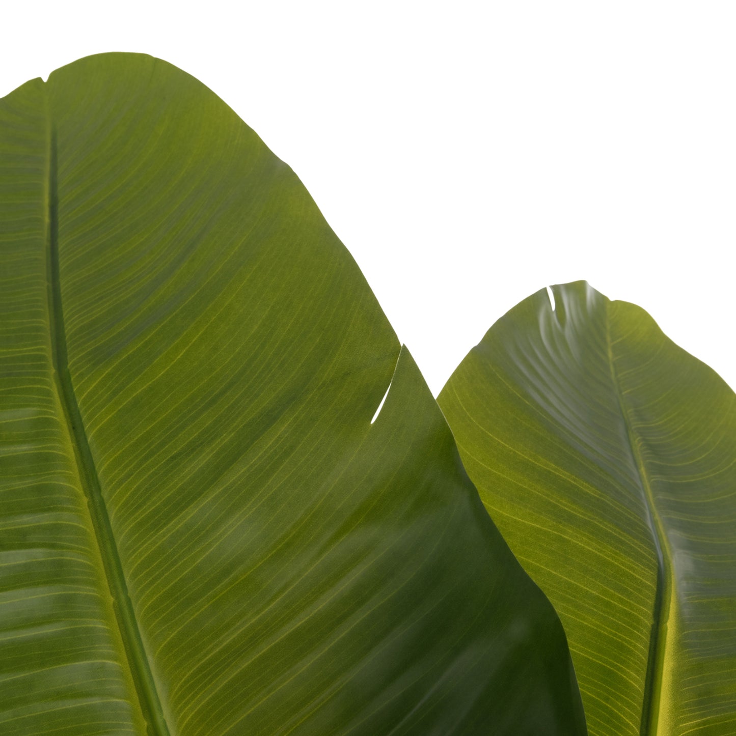 Synthetic Plant Strelitzia - H172cm