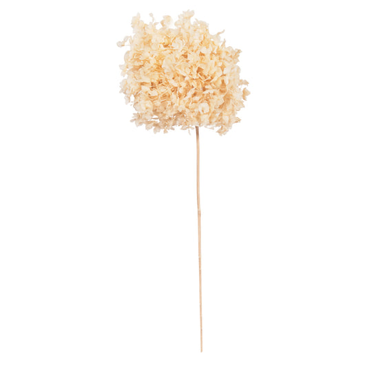 Decorative Dried Flower Hydrangea Hm7954 Cream 55hcm.