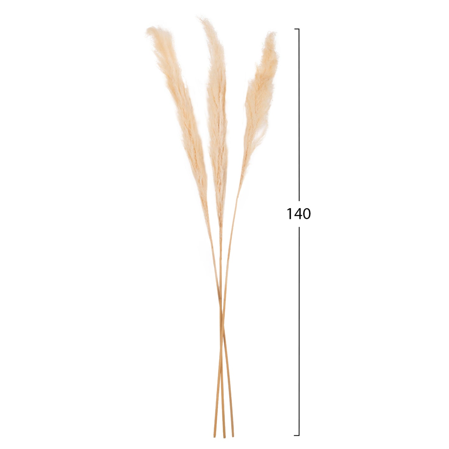 Decorative Dried Reed 3pcs Hm7961 White 140hcm.