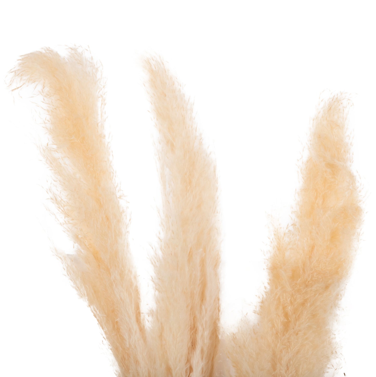 Decorative Dried Reed 3pcs Hm7961 White 140hcm.
