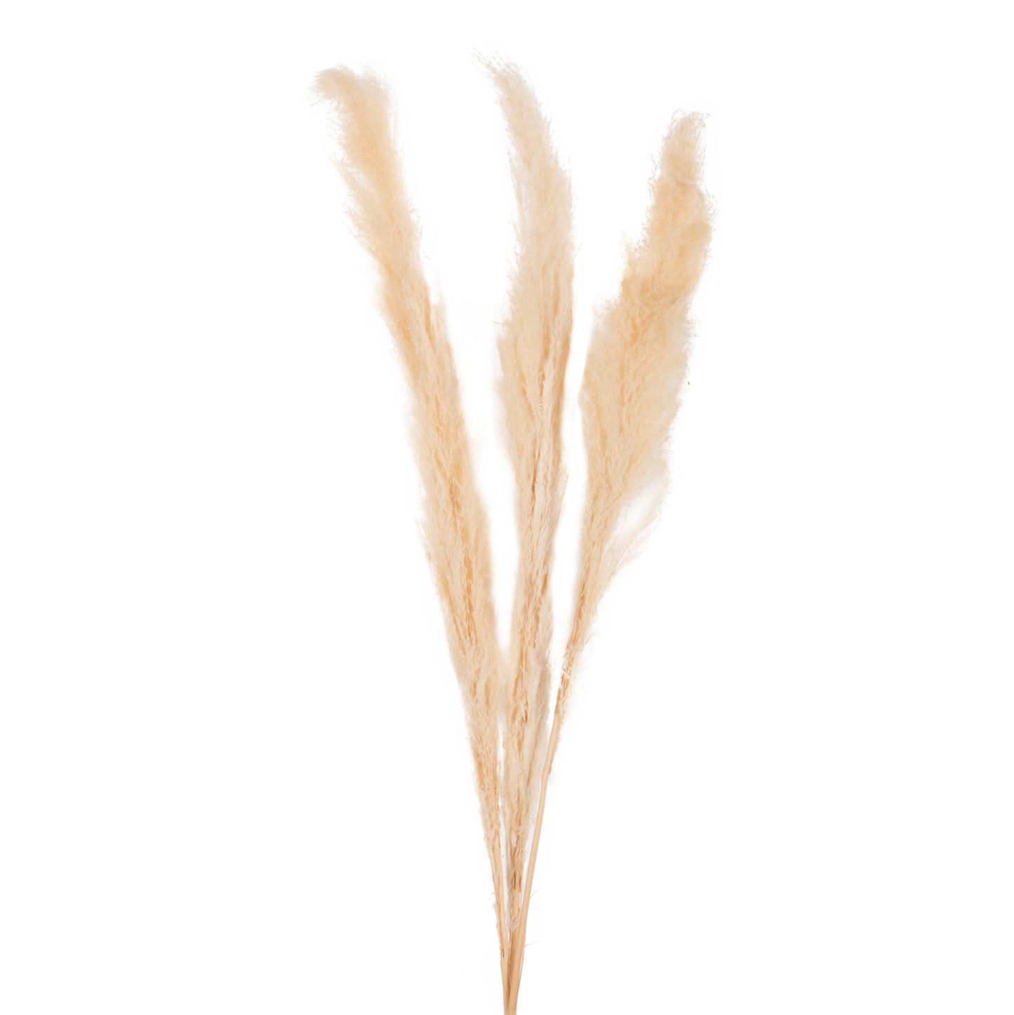 Decorative Dried Reed 3pcs Hm7961 White 140hcm.