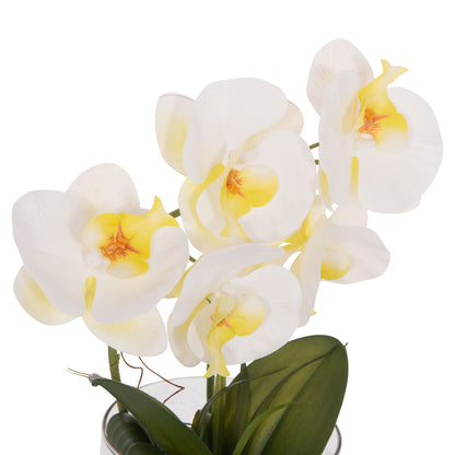Decorative Synthetic Plant Hm4738 Phalaenopsis Flower In Glass Pot 12x24x30hcm.
