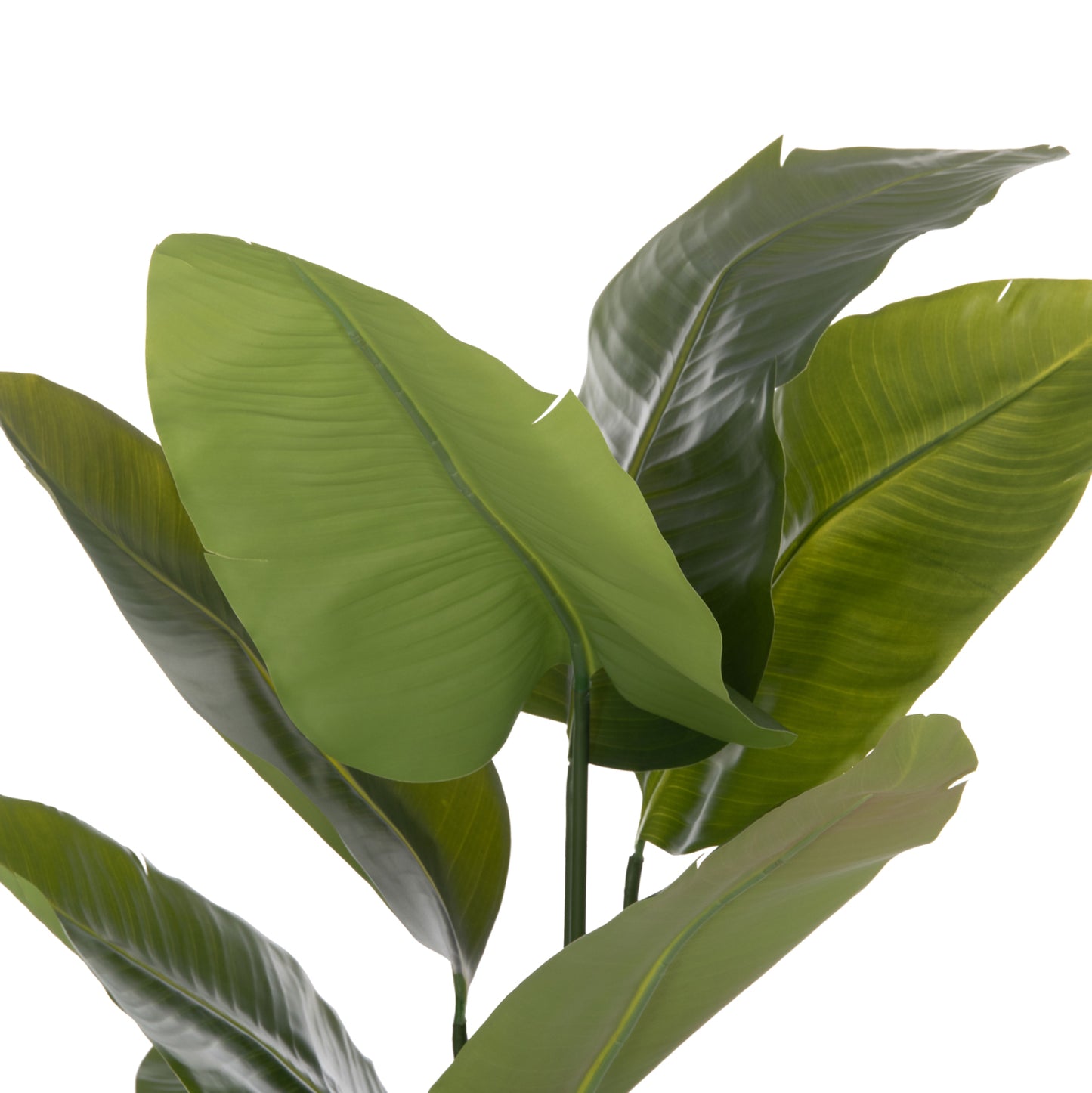 Synthetic Plant Strelitzia - H172cm