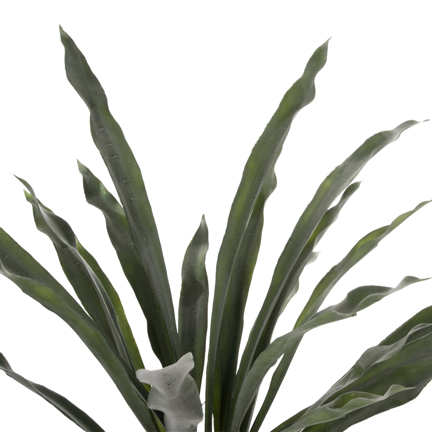 Decorative Synthetic Plant Hm7975 Asplenium Prolongatum (fern) In Pot 137hcm.
