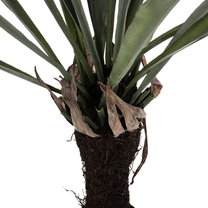 Decorative Synthetic Plant Hm7975 Asplenium Prolongatum (fern) In Pot 137hcm.