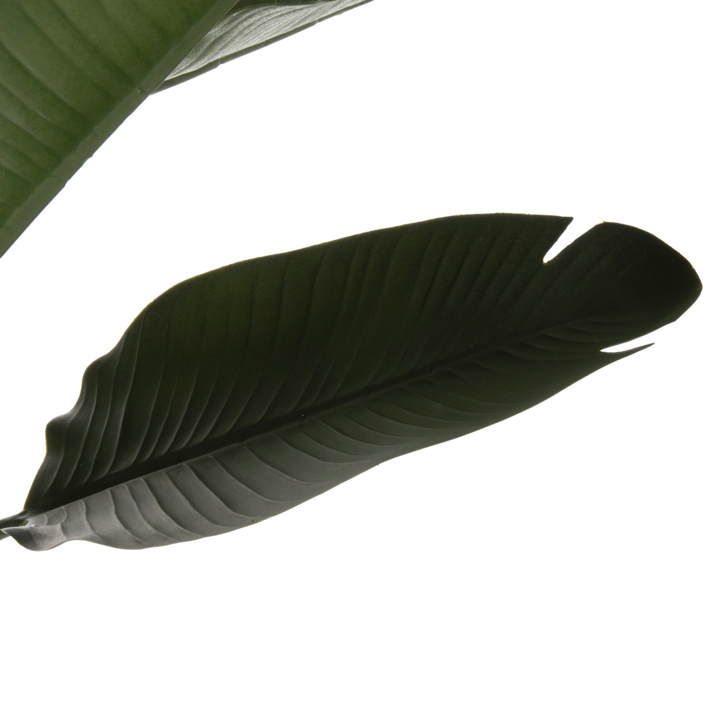 Synthetic Plant Strelitziaceae - H150cm