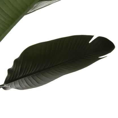 Synthetic Plant Strelitziaceae - H150cm