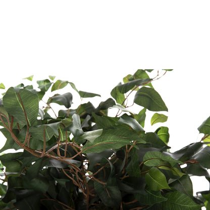 Decorative Synthetic Plant Hm7992 Banyan Tree In Pot 136h Cm.