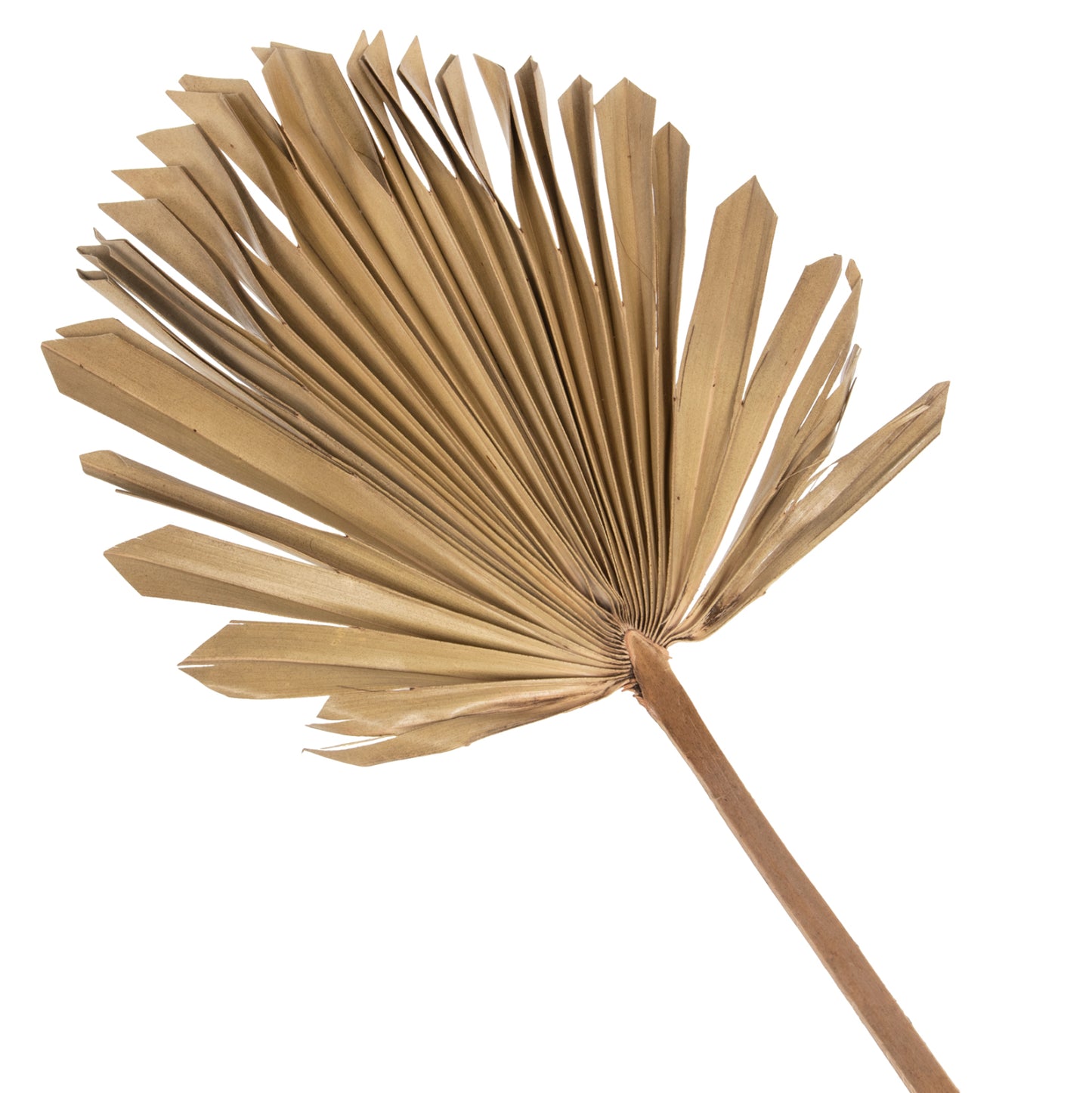 Wall Decor Hm7876 Dried Palm Leaf In Natural Color 30x102x3 Cm.