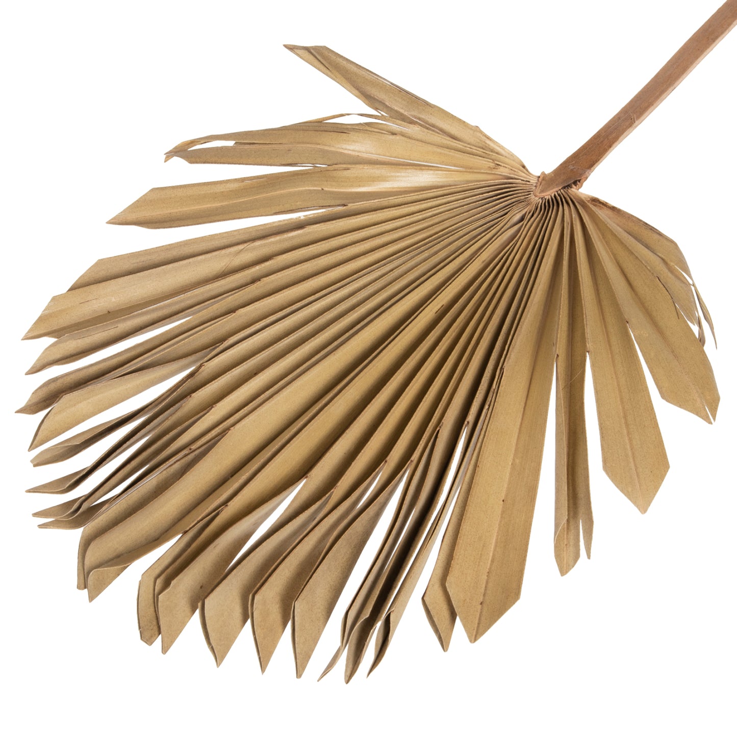 Wall Decor Hm7876 Dried Palm Leaf In Natural Color 30x102x3 Cm.