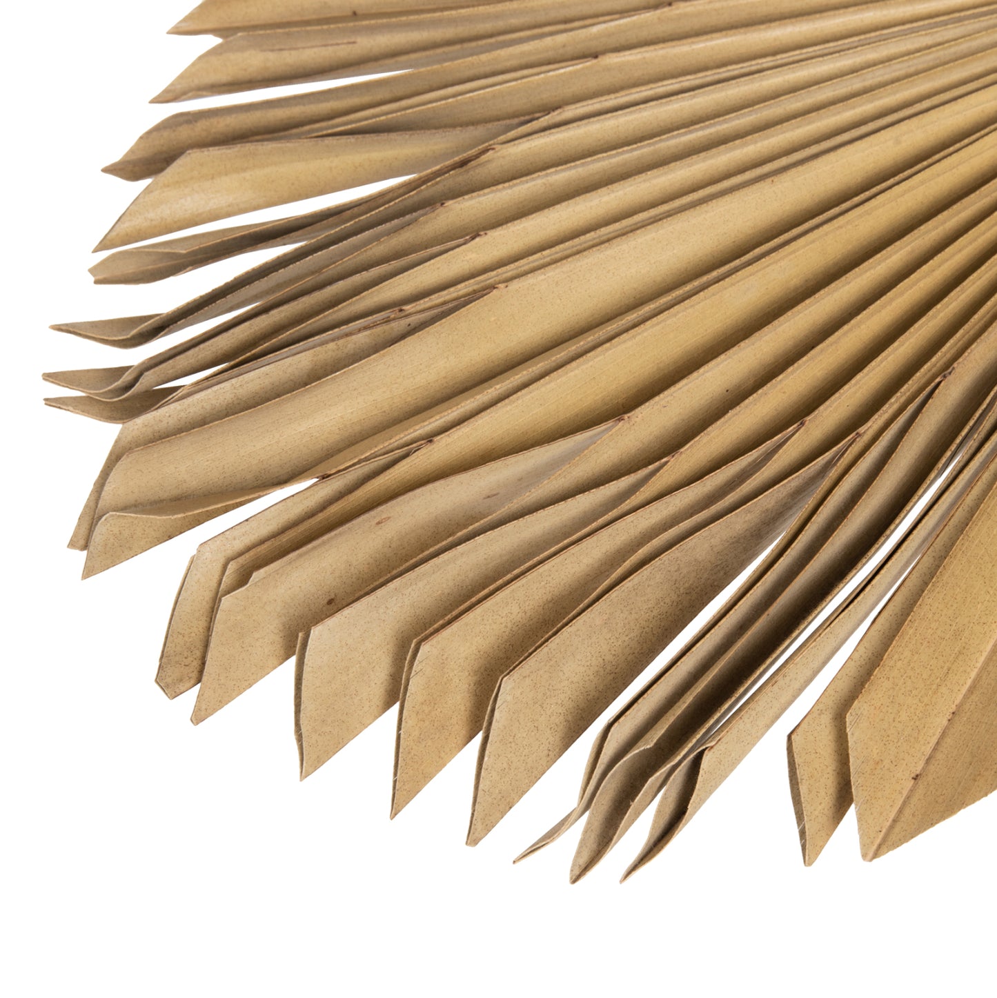 Wall Decor Hm7876 Dried Palm Leaf In Natural Color 30x102x3 Cm.