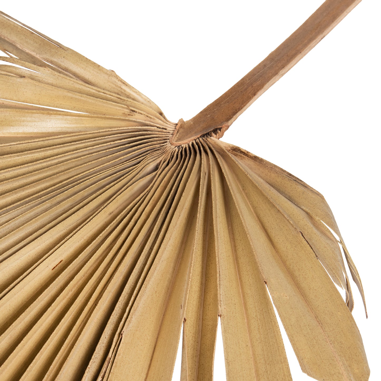 Wall Decor Hm7876 Dried Palm Leaf In Natural Color 30x102x3 Cm.