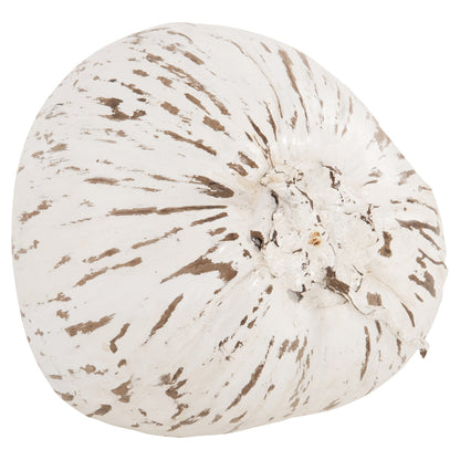 Table Decoration Hm4326.05 Coconut In White Color 20x20x20hcm.